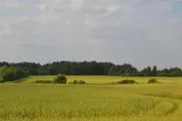 Фуражное зерно